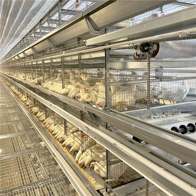 تربية الدواجن قفص الدجاج طبقة البيض المجلفن ل 5000 طائر
