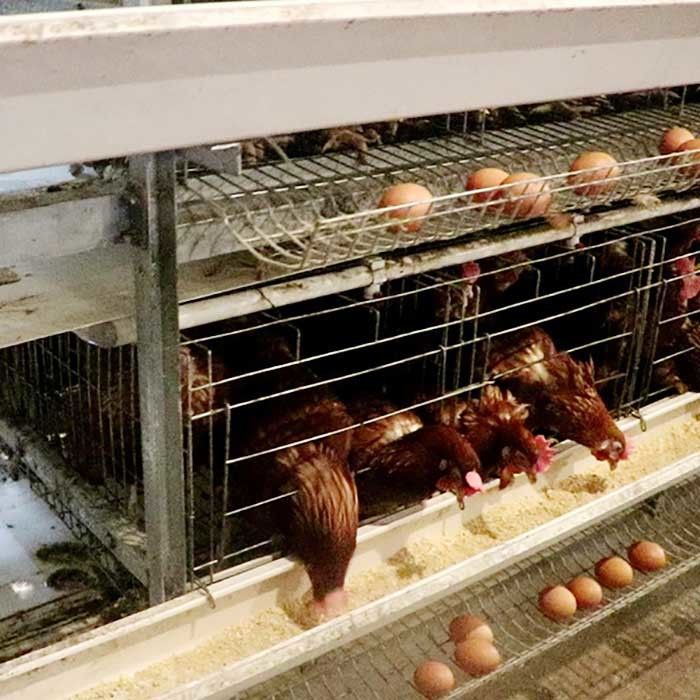 قفص دجاج قوي من نوع الطبقة لبيع بيض مزرعة كبير الحجم سهل التنظيف
