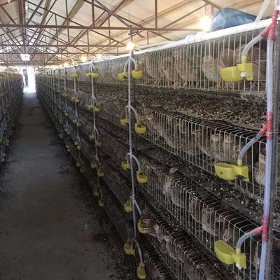 قفص مقاوم للتآكل لزراعة السمان ، 380V / 220V قفص الطيور الصغيرة