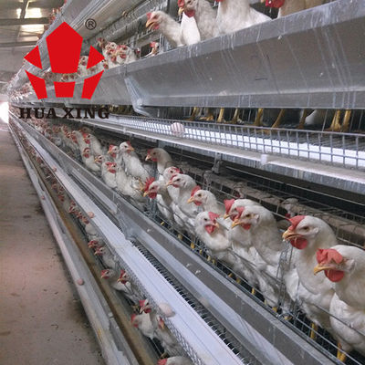 مصنع قفص 90-160 طائر دجاجة وضع دجاجة معدات الزراعة طبقة قفص دجاج
