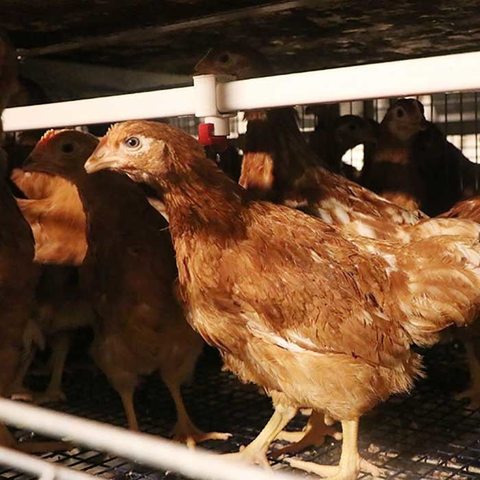 مكافحة الصدأ الدجاج البيض طبقة قفص وضع الدجاج البطارية قفص الزراعة
