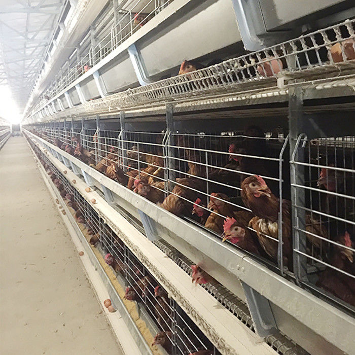 قفص تربية طبقة دجاج المزرعة عالية الكفاءة توفير العمالة مع الإضاءة
