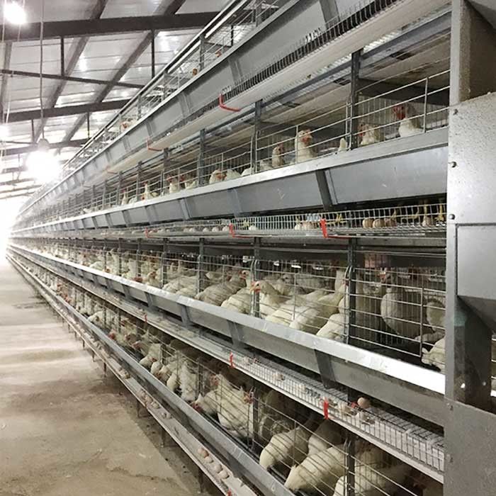 قفص تربية طبقة دجاج المزرعة عالية الكفاءة توفير العمالة مع الإضاءة