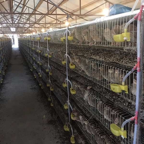 قفص مقاوم للتآكل لزراعة السمان ، 380V / 220V قفص الطيور الصغيرة