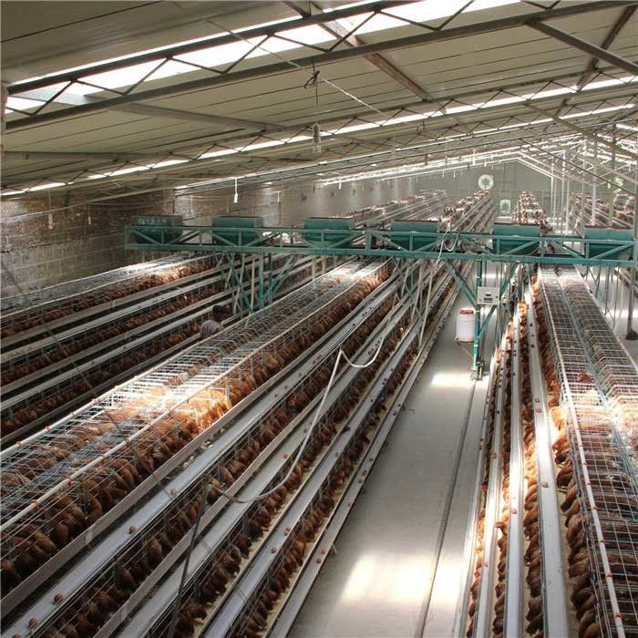 H نوع 4 نظام تغذية الدواجن الأوتوماتيكي من الطبقة لتوفير العمالة العاملة الدجاج