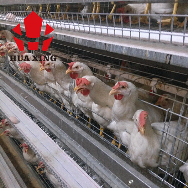 مصنع قفص 90-160 طائر دجاجة وضع دجاجة معدات الزراعة طبقة قفص دجاج