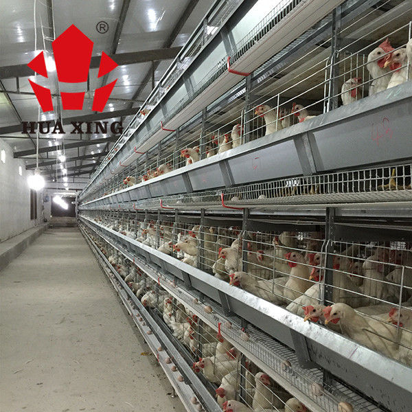 قفص الدجاج طبقة البطارية مع معدات تربية الدواجن لتربية الدواجن الحيوانية