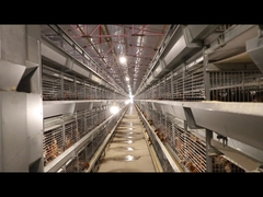 Rigid Steel Baby Chick Cage Multi Doors High Performance For Farm