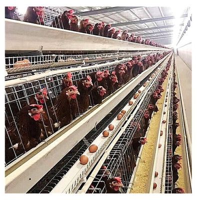 مزرعة 120 طائر 160 طائر طبقة قفص دجاج على شكل حرف U صلب